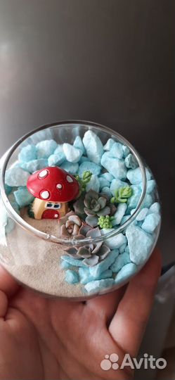 Флорариум суккуленты