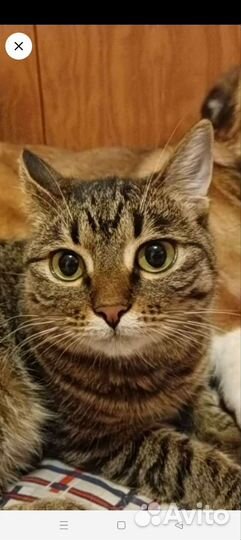 Европейская