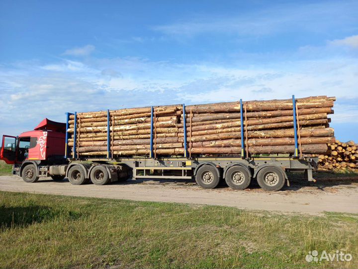 Лес кругляк сосна