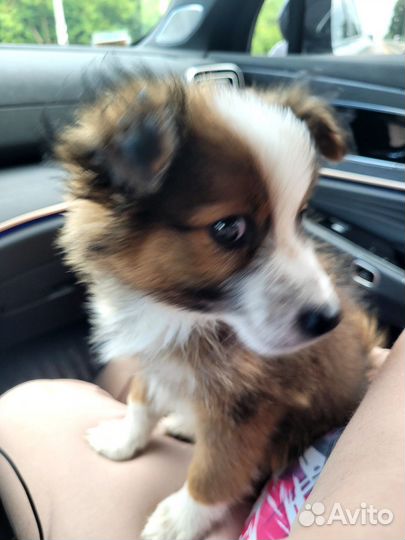 Собака в добрые руки мелкий щенок