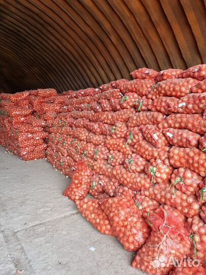 Лук оптом со склада