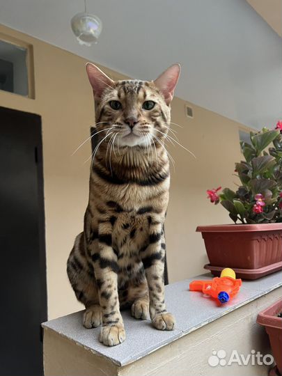 Бенгальский кот