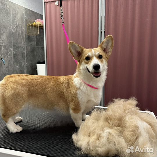 Груминг, вычесывание, гигиенический уход для собак