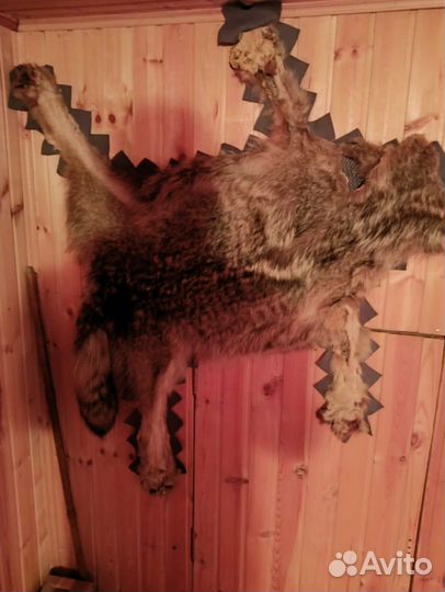 Шкура волка