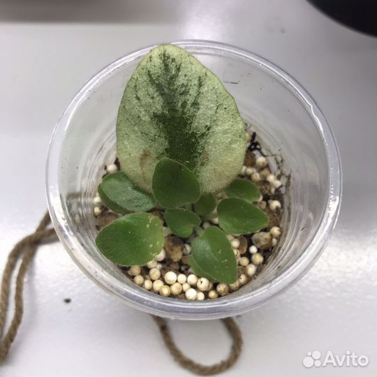 Сортовые фиалки мини