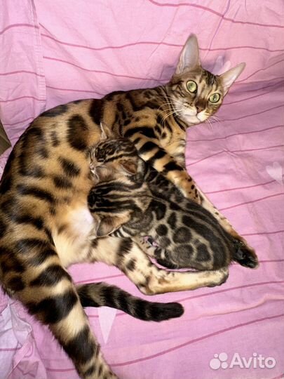 Бенгальские котята