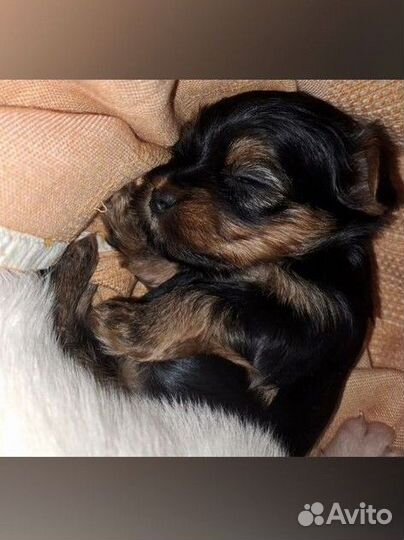 Продам малышку йорка