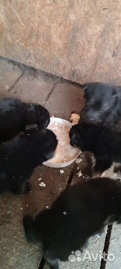 Щенки немецкой овчарки черные