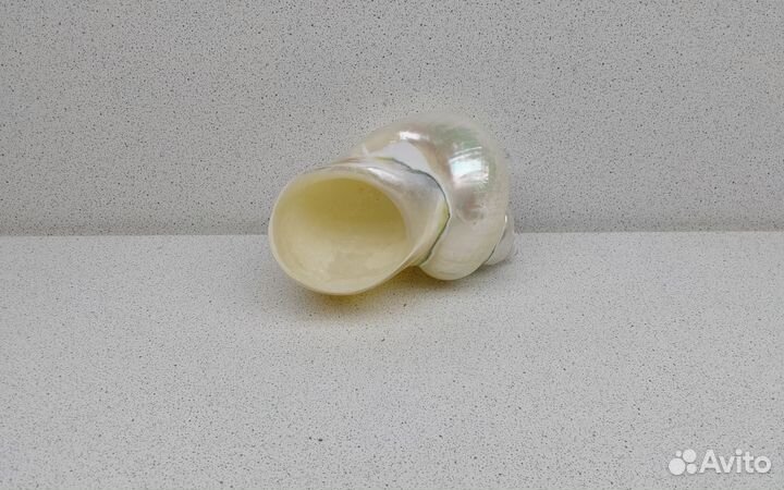 Турбо Фолген 10,5 морская ракушка раковина