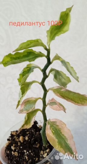 Педилантус