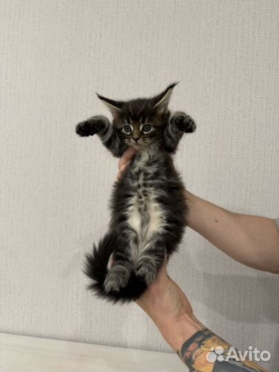 Котята мейн-кун