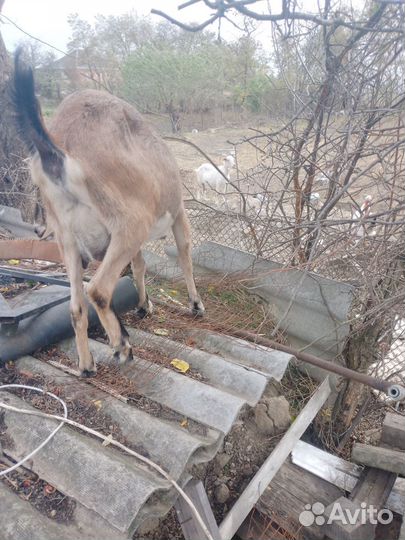 Коза Нубийская