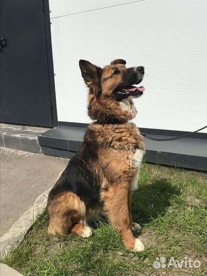 Собака в добрые руки