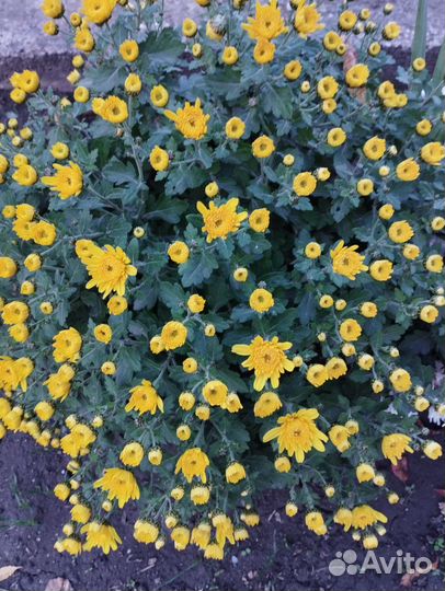 Хризантемы мультифлора