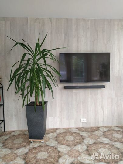 Комнатный цветок юкка