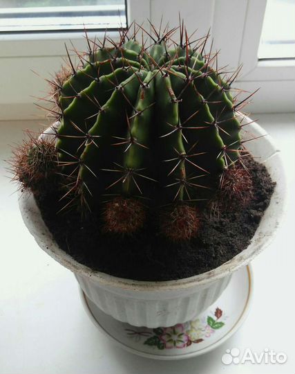 Комнатные цветы в хорошие руки