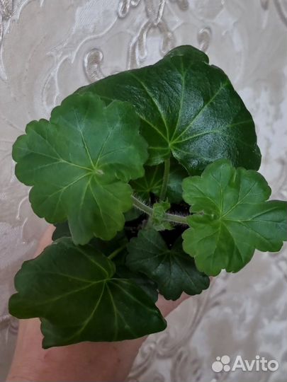 Герань пеларгония