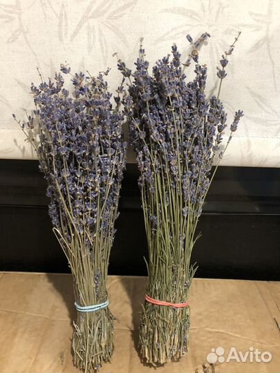 Лаванда синева сухоцвет