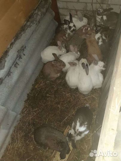 Кролики бабочки