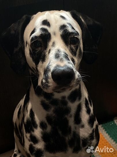 Ищем жениха