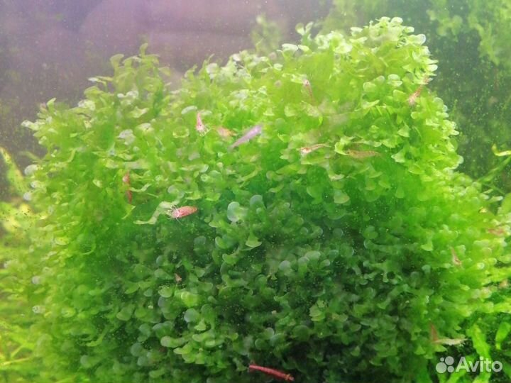 Аквариумные растения