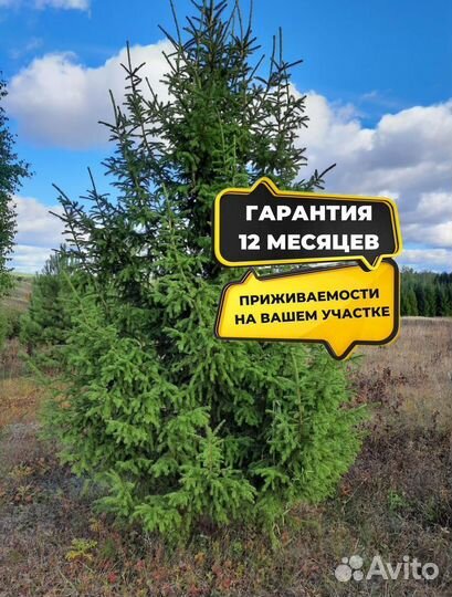 Ель обыкновенная