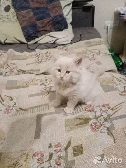 Котята мейн-кун