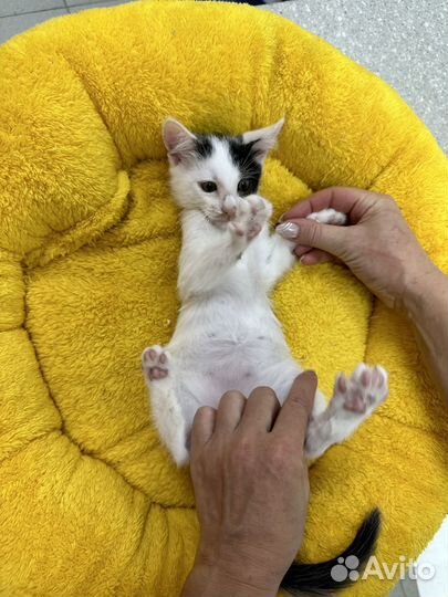 Котенок мальчик