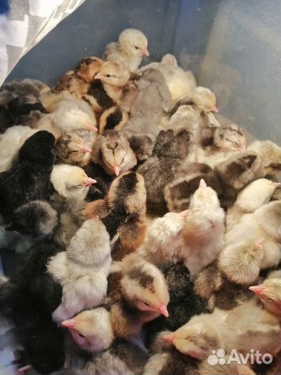 Инкубационное яйцо несушек