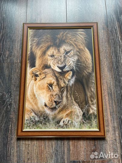 Фотокартина со львами 34х50 см