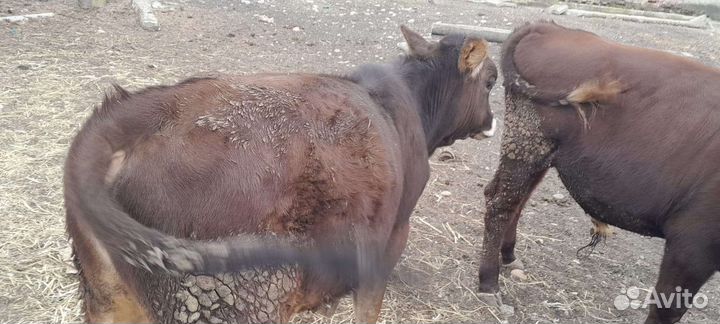 Скотина Домашняя