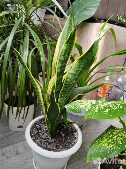 Комнатные растения