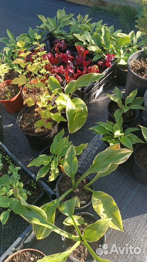 Гортензии и декоративные растения для сада