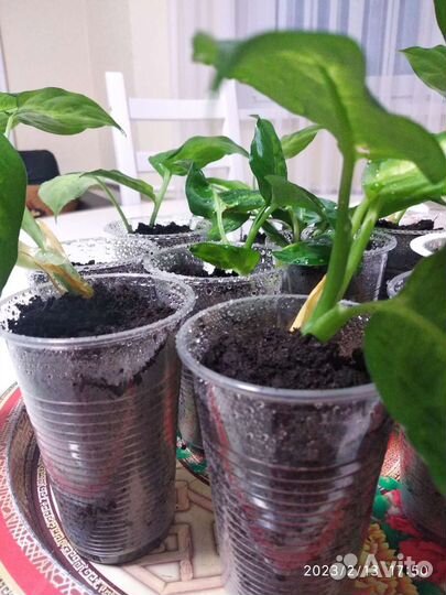 Диффенбахия