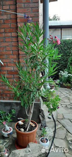 Кактусы, олеандр