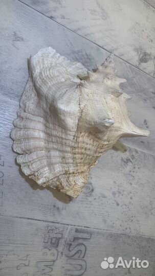 Морские раковины