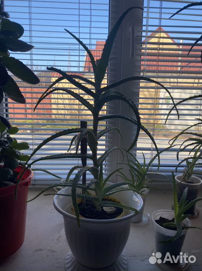 Растение «алоэ»