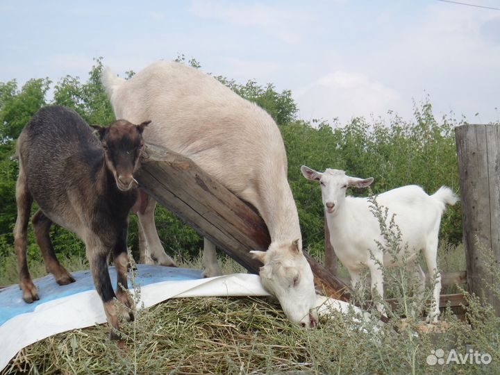 Козье молоко, козий жир