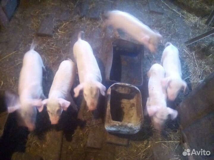 Поросята