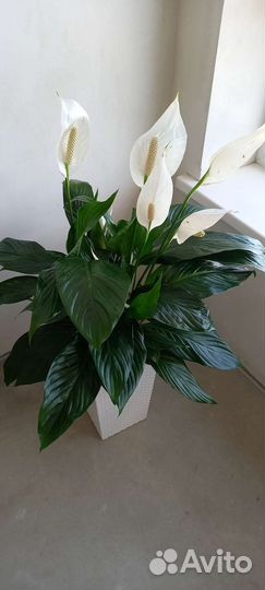 Спатифиллум Bingo Cupido 110 см