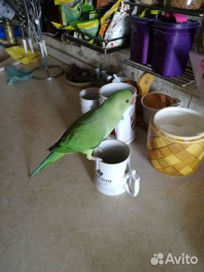 Попугай. Ручные