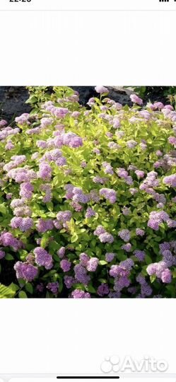 Многолетние цветы