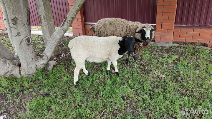 Бараны суффолки и дорперы на племя