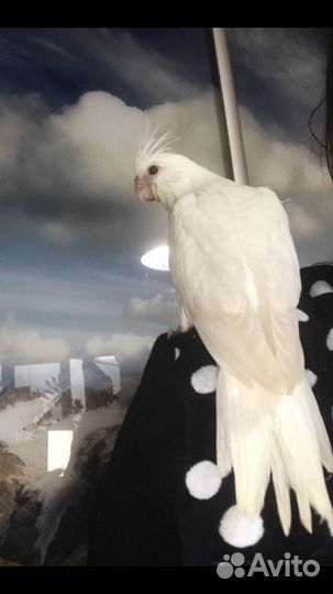 Птенец -выкормыш белолицей кареллы Паровый альбино