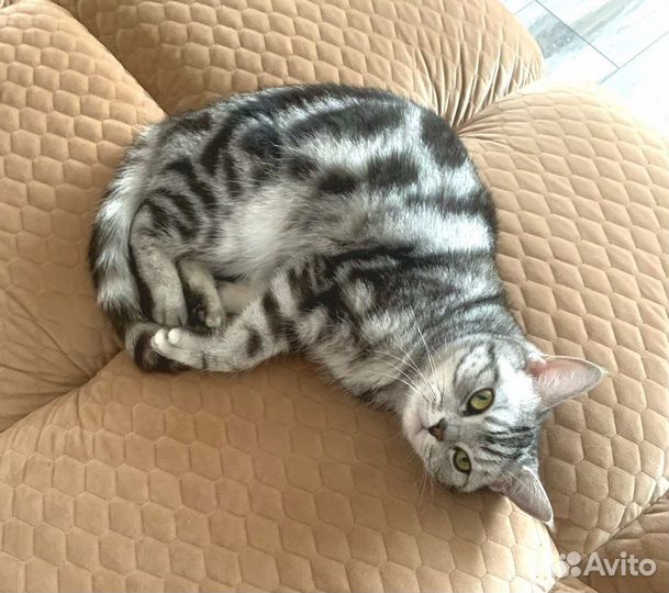 Кошачья шерсть