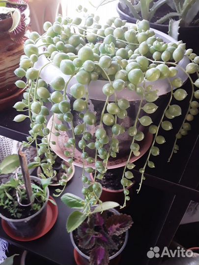 Комнатные цветы