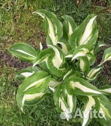 Хоста Медиавариегата