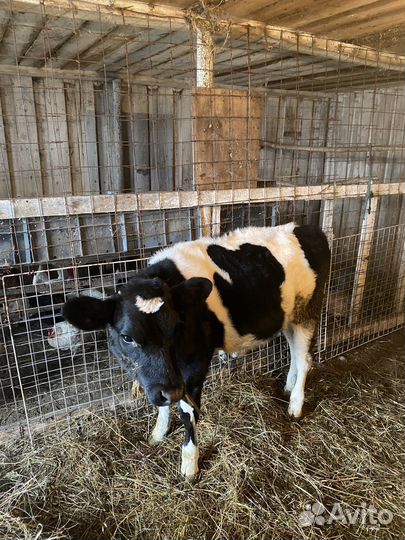 Телка 5 месяцев