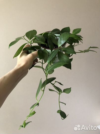 Obscura hoya хойя Обскура