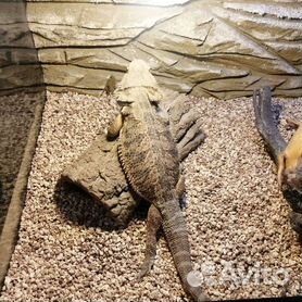 Бородатая агама - Pogona vitticeps